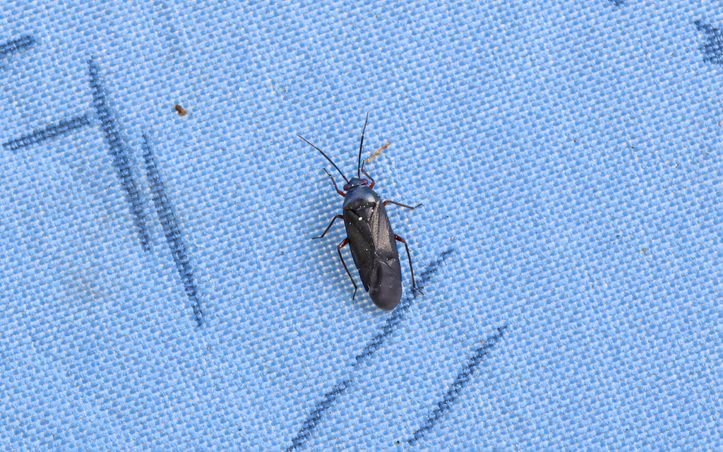 Heterocordylus erythropthalmus