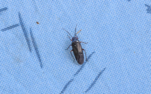 Heterocordylus erythropthalmus