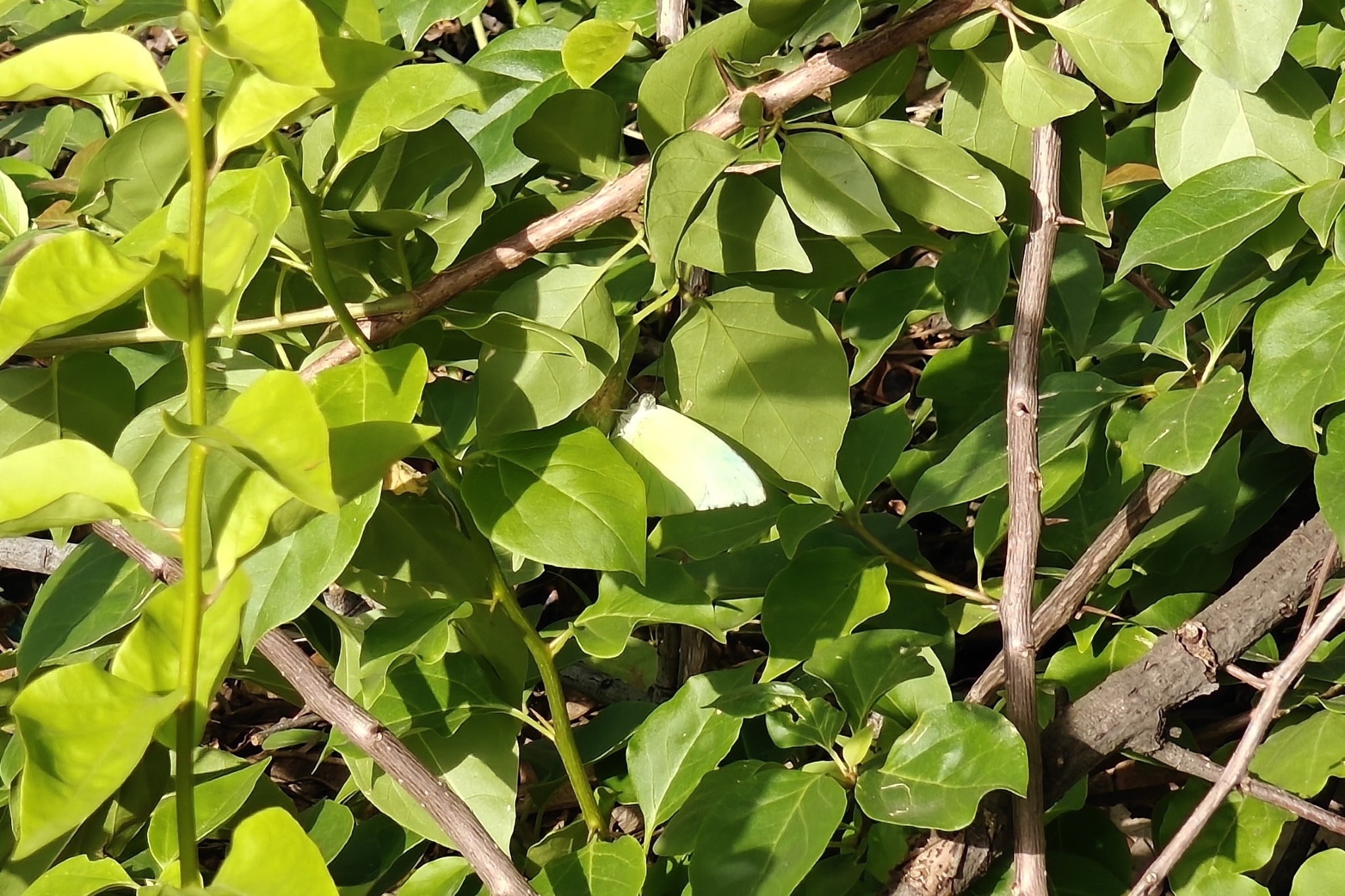 Lemon Emigrant