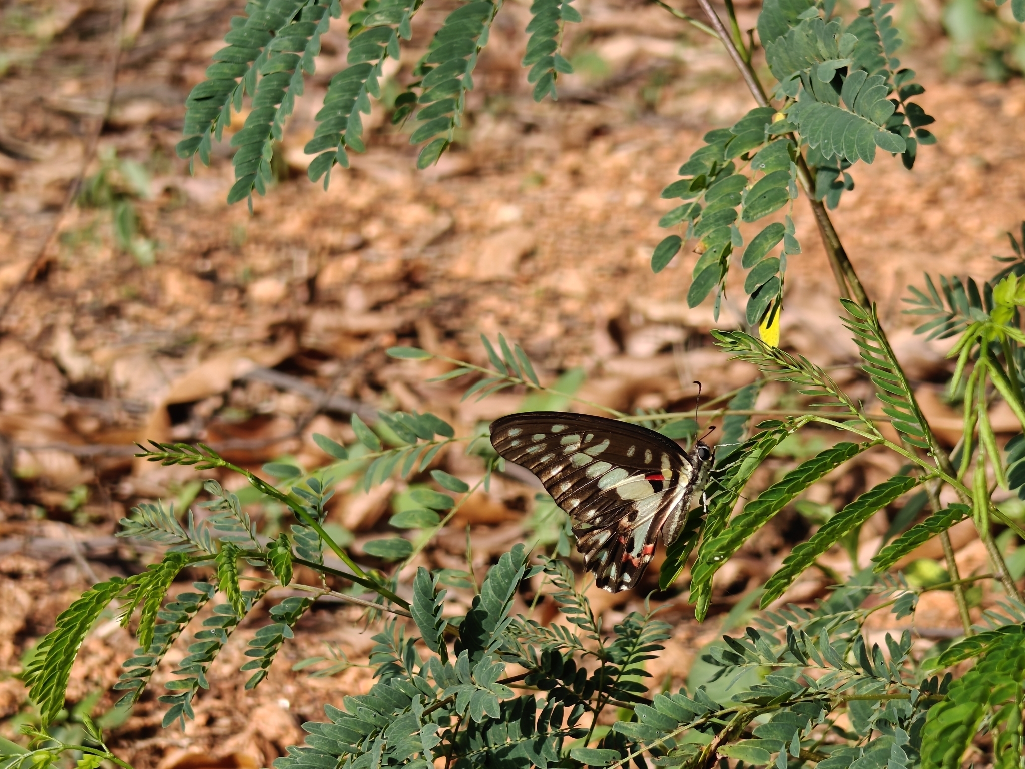 Common Jay
