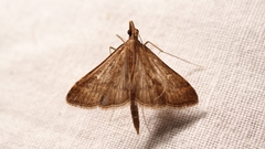 Dolicharthria punctalis