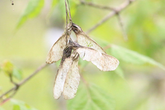 Acer davidii