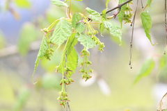 Acer davidii