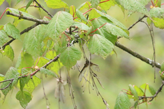 Acer davidii