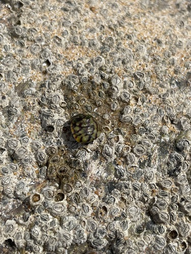 Steromphala umbilicalis