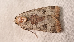 Epilecta linogrisea