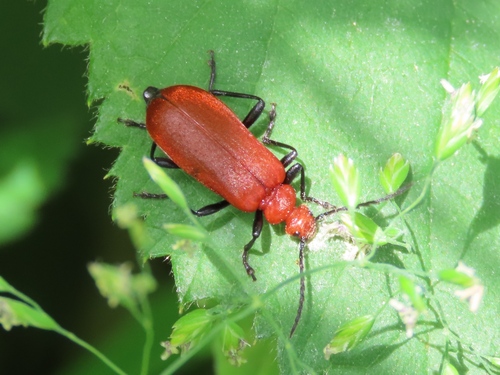 Common Cardinal Beetle, Delfgauw, Nederland, photo 6 of 10