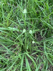 Cyperus sesquiflorus sesquiflorus