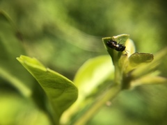 Insecta