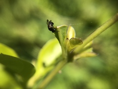 Insecta