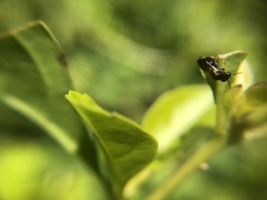 Insecta