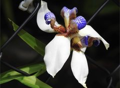 Trimezia gracilis