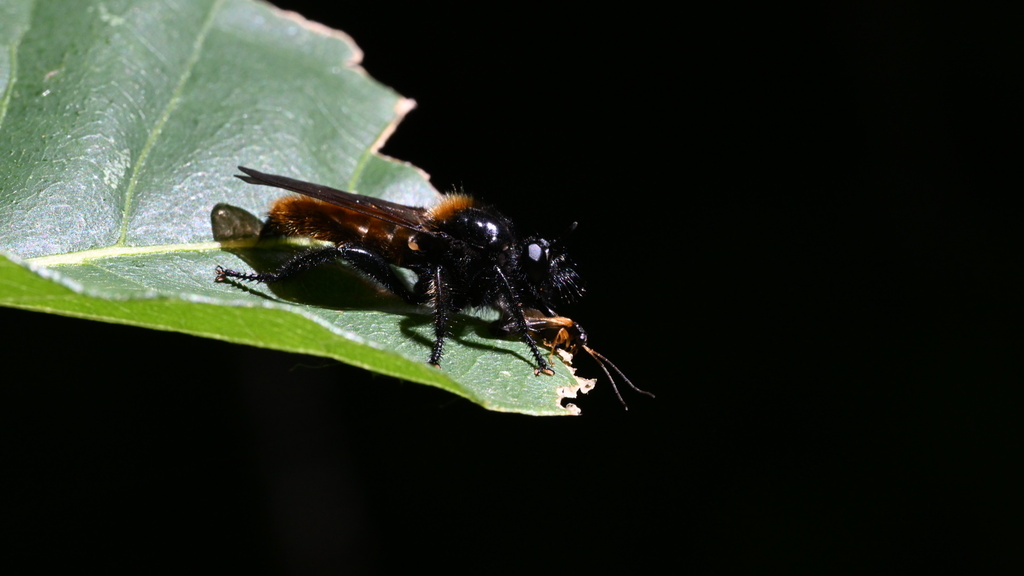 Laphria hecate