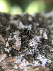 Diptera