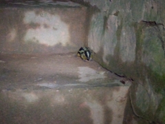 Hemicentetes semispinosus