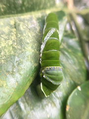 Papilio castor formosanus