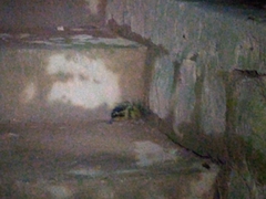 Hemicentetes semispinosus