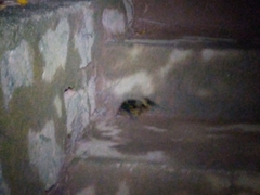 Hemicentetes semispinosus