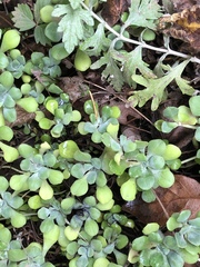 Sedum spathulifolium