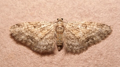 Eupithecia inturbata
