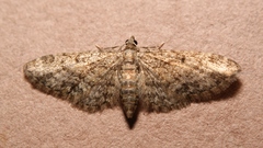 Eupithecia inturbata