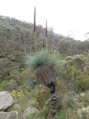 Xanthorrhoea quadrangulata