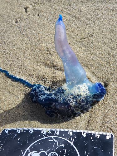 Southern Man-O-War, photo 5 of 10