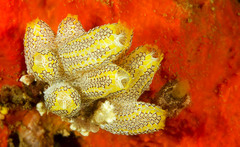 Botrylloides anceps