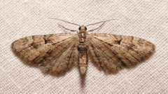 Eupithecia pusillata