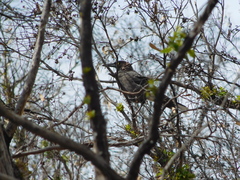 Strepera versicolor melanoptera