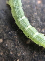 Lepidoptera