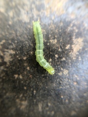 Lepidoptera