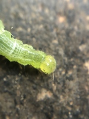 Lepidoptera