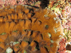 Mycedium elephantotus