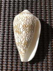 Conus textile