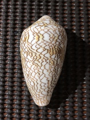 Conus textile