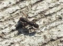 Pseudoneoponera rufipes