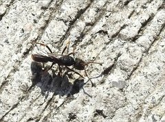 Pseudoneoponera rufipes