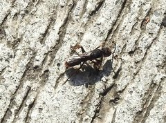 Pseudoneoponera rufipes