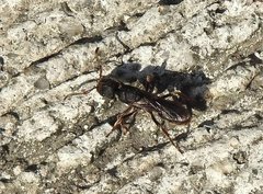 Pseudoneoponera rufipes