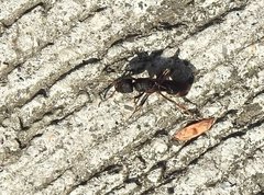 Pseudoneoponera rufipes