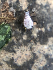 Aphidomorpha