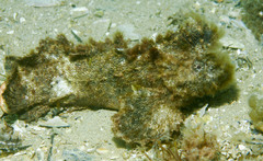 Aploactisoma milesii