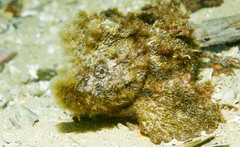 Aploactisoma milesii