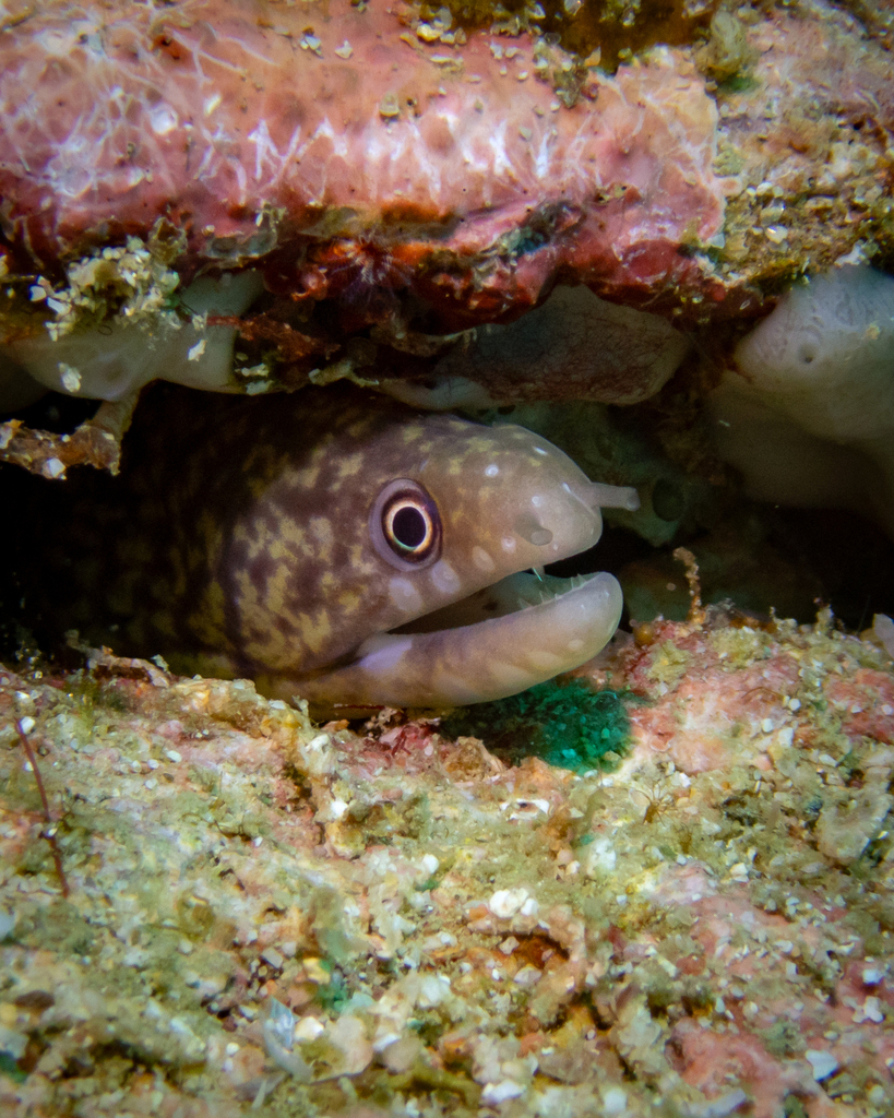 Lipspot moray