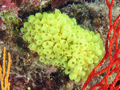 Perophora modificata