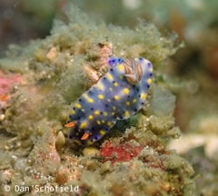 Hypselodoris roo
