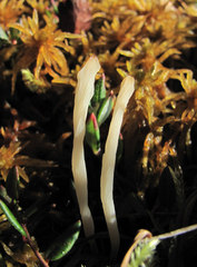 Clavaria sphagnicola