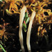 Clavaria sphagnicola - Photo (c) Gennadiy Okatov, algunos derechos reservados (CC BY-NC), subido por Gennadiy Okatov