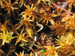 Clavaria sphagnicola
